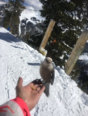 Feed the Birds. Top of Chair 2. Gray Jay.